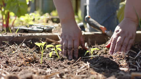 Close-up-of-senior-biracial-woman-planting-seeds-in-sunny-garden,-slow-motion
