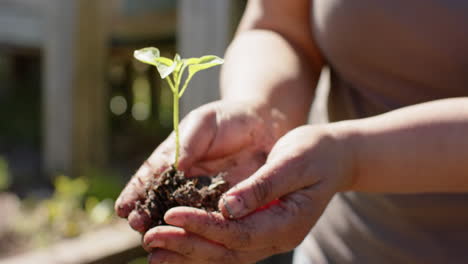 Midsection-of-senior-biracial-woman-holding-seedling-in-sunny-garden,-slow-motion