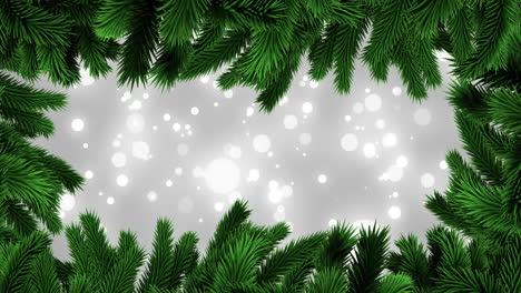 Animation-of-fir-tree-branches-with-glowing-lights-on-grey-background