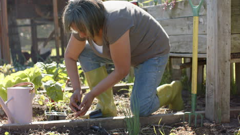 Senior-biracial-woman-planting-seeds-in-sunny-garden,-slow-motion