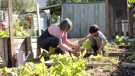Senior-biracial-grandmother-and-grandson-picking-vegetables-in-sunny-garden,-slow-motion