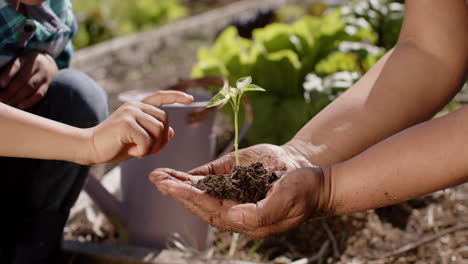 Midsection-of-senior-biracial-grandmother-and-grandson-holding-seedling-in-sunny-garden,-slow-motion