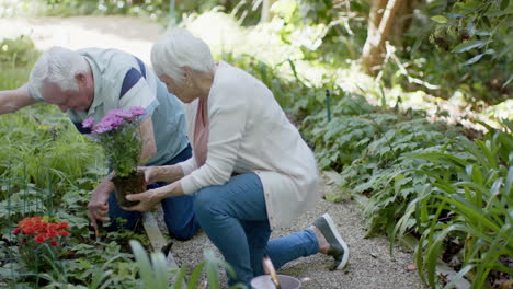Senior-caucasian-couple-planting-flowers-in-sunny-garden,-slow-motion