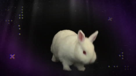 Animation-Von-Formen-über-Kaninchen-Auf-Schwarzem-Hintergrund