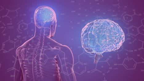 Animation-Einer-Chemischen-Formel-über-Einem-Digitalen-Gehirn-Und-Einem-Menschlichen-Modell-Auf-Violettem-Hintergrund