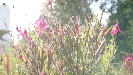 Bush-with-pink-flowers-in-sunny-summer-garden,-slow-motion