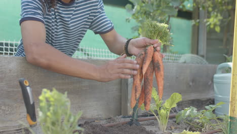 Portrait-of-happy-biracial-man-working-in-garden-and-picking-carrots,-slow-motion