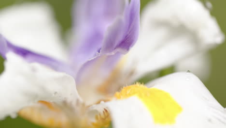 Close-up-of-beautiful-white-and-purple-flower-with-dew-drops-on-petals-in-sunny-garden