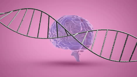 Animation-Eines-DNA-Strangs-über-Einem-Digitalen-Gehirn-Auf-Rosa-Hintergrund
