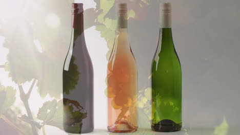Composite-of-bottle-of-red,-rose-and-white-wine-over-vineyard-background