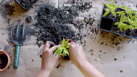 Senior-biracial-woman-planting-plants-in-pots-in-garden-at-home,-slow-motion