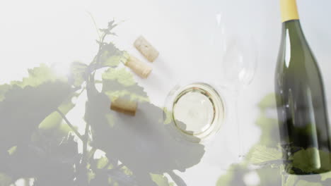 Composite-of-bottle-of-wine,-glass-of-white-wine,-corks-over-vineyard-background