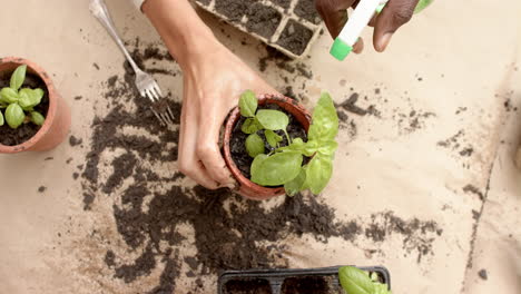 Mature-diverse-couple-holding-seedling-plant-in-pot-and-watering-with-spray,-slow-motion