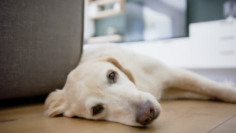 Entspannter-Golden-Retriever-Hund,-Der-Mit-Offenen-Augen-Im-Wohnzimmer-Auf-Dem-Boden-Liegt,-Zeitlupe