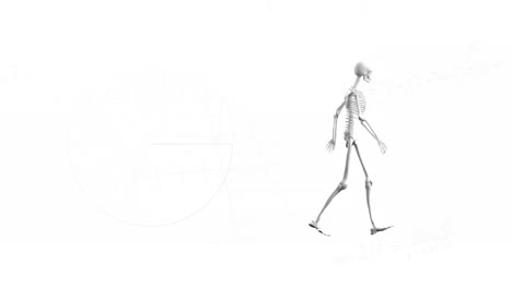 Animation-Eines-Skeletts,-Das-Auf-Weißem-Hintergrund-Läuft