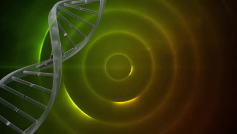 Animation-Eines-DNA-Strangs,-Der-über-Leuchtende,-Flackernde-Kreise-Rotiert