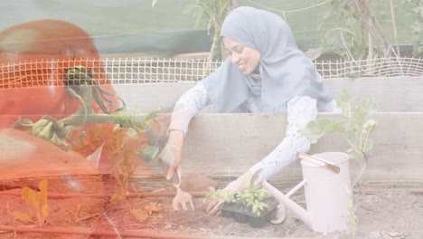 Biracial-woman-in-hijab-digging-and-watering-vegetables-in-garden,-gardening-over-tomatoes
