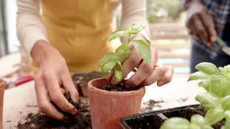 Midsection-of-diverse-mature-couple-potting-seedling-plants-on-garden-terrace,-slow-motion