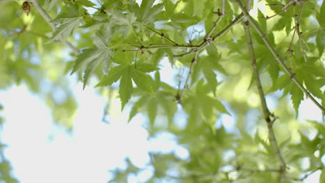 Close-up-of-tree-branches-with-green-leaves-on-sunny-day