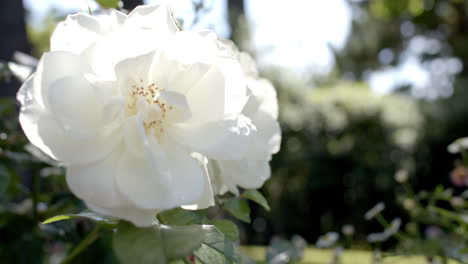 Close-up-on-beautiful-white-rose-growing-in-sunny-garden,-slow-motion