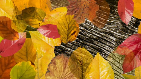 Animation-Von-Herbstblättern-über-Bewegten-Linien