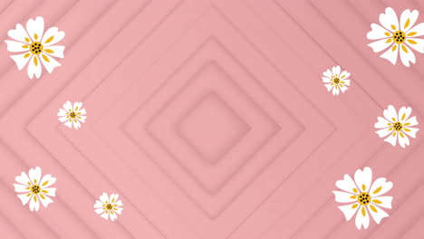 Animation-of-white-flowers-over-shapes-on-pink-background