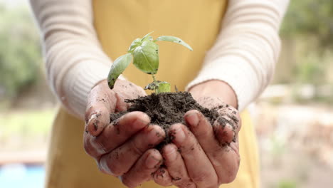 Midsection-of-mature-caucasian-woman-holding-soil-with-seedling-plant-in-garden,-slow-motion