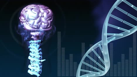 Animation-of-dna-strand-spinning-and-human-brain-over-dark-background
