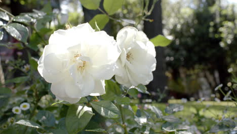 Beautiful-white-roses-growing-in-sunny-garden,-slow-motion
