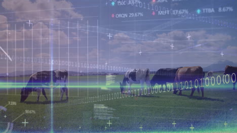 Animation-of-financial-data-processing-over-cows-in-field