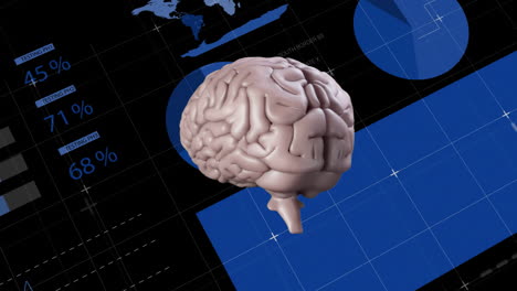 Animation-of-human-brain,-data-processing-and-statistics-over-black-background