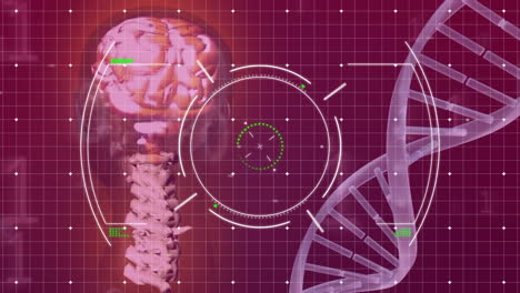 Animation-Von-DNA-Strang,-Menschlichem-Gehirn-Und-Wissenschaftlicher-Datenverarbeitung