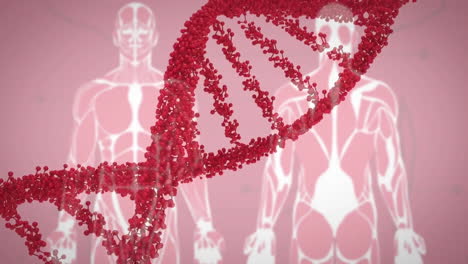 Animation-of-dna-strand-spinning-and-human-body-on-red-background