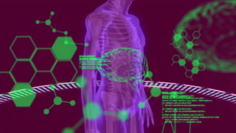 Animation-Der-Wissenschaftlichen-Datenverarbeitung-über-Den-Menschlichen-Körper