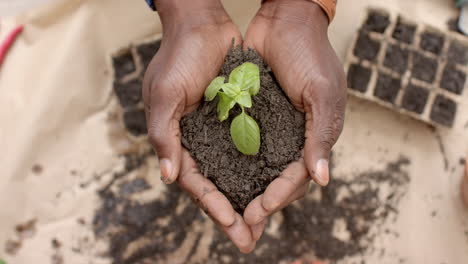 Hands-of-mature-african-american-man-holding-soil-with-seedling-over-table-in-garden,-slow-motion