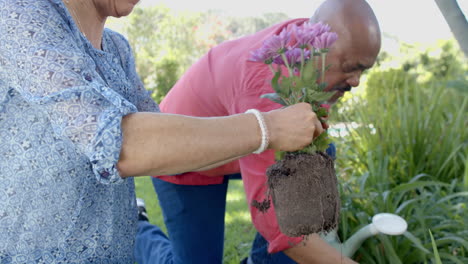 Focused-senior-diverse-couple-gardening,-planting-flowers-in-sunny-garden,-slow-motion
