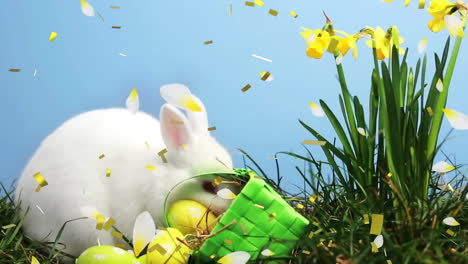 Animation-of-confetti-over-white-rabbit-with-basket-and-daffodils-on-blue-background-at-easter