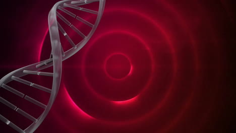 Animation-Eines-DNA-Strangs,-Der-über-Rosa-Leuchtende,-Flackernde-Kreise-Rotiert