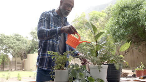 Focused-mature-african-american-man-watering-plants-on-table-in-garden,-slow-motion