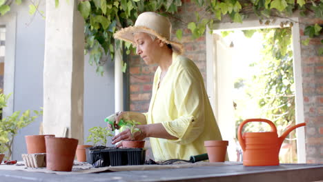 Focused-senior-biracial-woman-watering-plants-in-pots-in-garden-at-home,-slow-motion