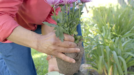 Happy-senior-diverse-couple-gardening,-planting-flowers-in-sunny-garden,-slow-motion