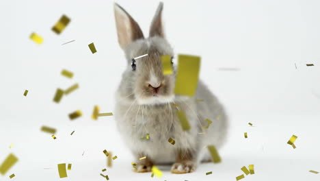Animation-of-confetti-over-rabbit-on-white-background-at-easter