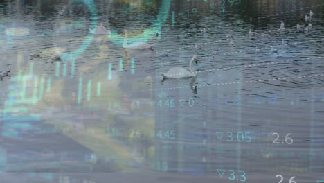 Animation-of-stock-market-and-diagrams-over-swans-on-river