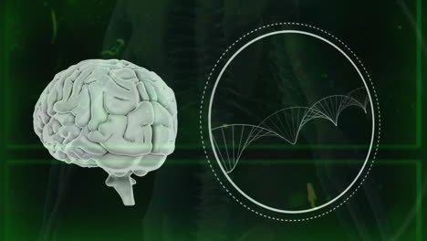 Animation-of-human-brain,-dna-strand-and-data-processing-on-black-background