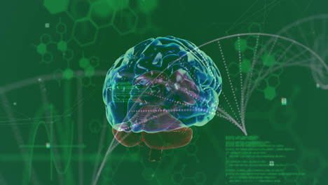 Animation-of-rotating-brain-over-medical-data-processing-on-green-background