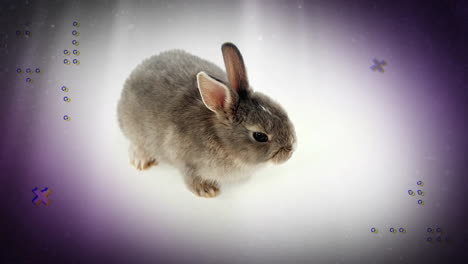 Animation-Von-Formen,-Die-Sich-über-Ein-Kaninchen-Auf-Weißem-Hintergrund-Bewegen