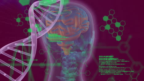 Animation-of-dna-strand,-human-brain-and-scientific-data-processing