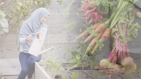 Biracial-woman-in-hijab-watering-vegetables-in-garden,-gardening-over-vegetables