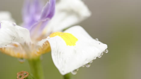 Close-up-of-beautiful-white-and-purple-flower-with-dew-drops-on-petals-in-sunny-garden