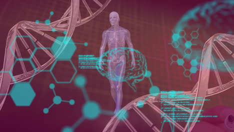 Animation-Von-DNA-Strängen,-Menschlichen-Gehirnen-Und-Wissenschaftlicher-Datenverarbeitung